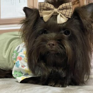 Nilla Yorkshire Terrier Nilla Yorkshire Terrier