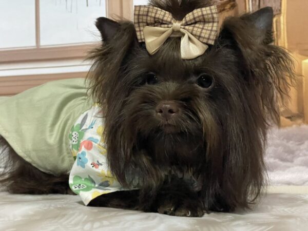 Nilla Yorkshire Terrier Nilla Yorkshire Terrier