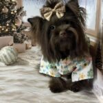 Nilla-female-Yorkshire-Terrier-puppy-for-sale-2