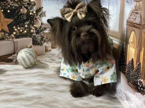 Nilla Yorkshire Terrier Nilla Yorkshire Terrier