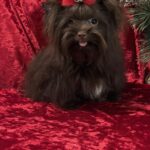 Nilla-female-Yorkshire-Terrier-puppy-for-sale-3