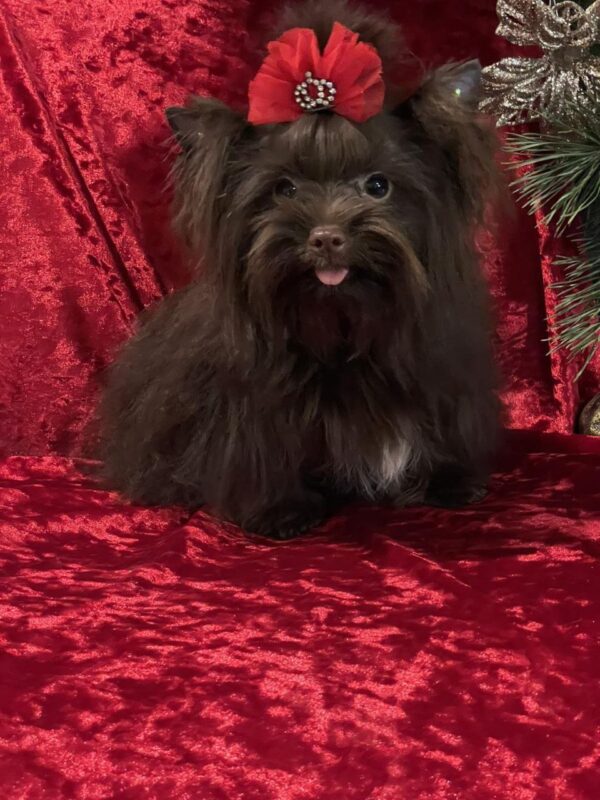 Nilla Yorkshire Terrier Nilla Yorkshire Terrier