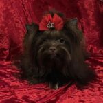 Nilla-female-Yorkshire-Terrier-puppy-for-sale-4