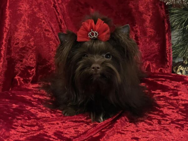 Nilla Yorkshire Terrier Nilla Yorkshire Terrier