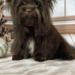 Nilla-female-Yorkshire-Terrier-puppy-for-sale-5