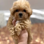 Nixa-female-maltipoo-puppy-for-sale-1 (1)