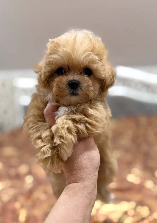 Nixa Maltipoo Nixa Maltipoo