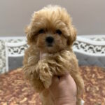 Nixa-female-maltipoo-puppy-for-sale-1 (2)