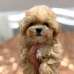 Nixa-female-maltipoo-puppy-for-sale-1 (3)