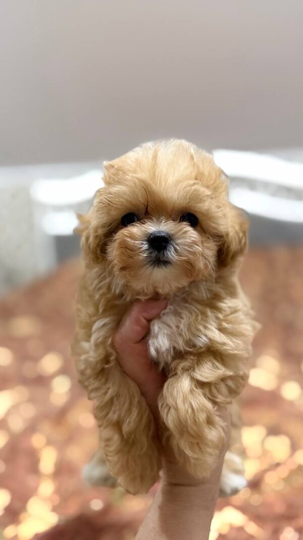 Nixa Maltipoo Nixa Maltipoo