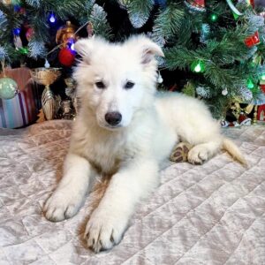 Nord White Swiss Shepherd Nord White Swiss Shepherd