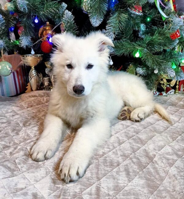 Nord White Swiss Shepherd Nord White Swiss Shepherd