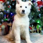 Nord-male-White-Swiss-Shepherd-puppy-for-sale-2