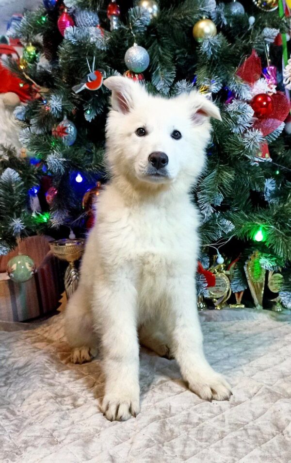 Nord White Swiss Shepherd Nord White Swiss Shepherd