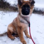 Norock-male-GS-puppy-for-sale-1