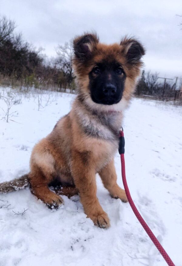 Norock German Shepherd Norock German Shepherd