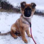 Norock-male-GS-puppy-for-sale-2