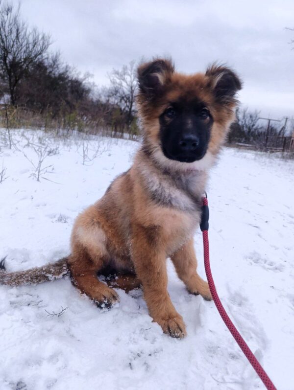 Norock German Shepherd Norock German Shepherd