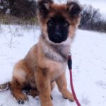 Norock-male-GS-puppy-for-sale-3