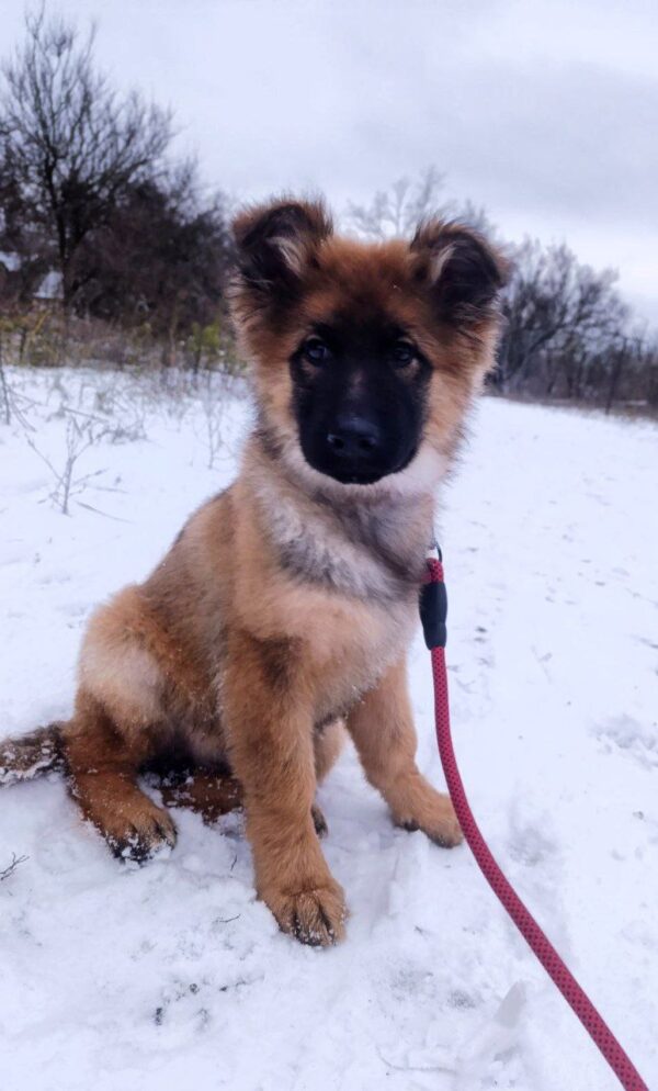 Norock German Shepherd Norock German Shepherd