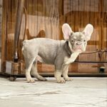 Norra-female-French-bulldog-puppy-for-sale-1