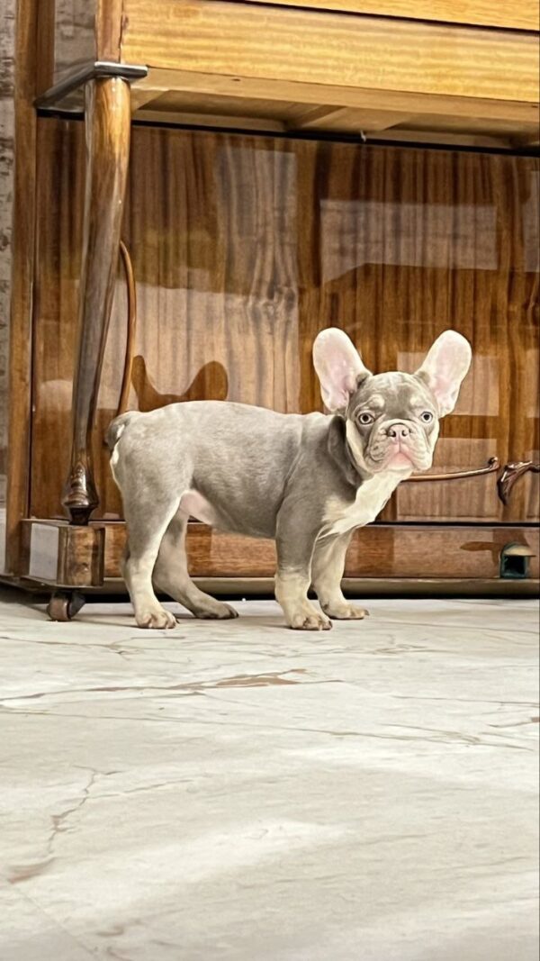 Norra French Bulldog Norra French Bulldog