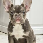Norra-female-French-bulldog-puppy-for-sale-2