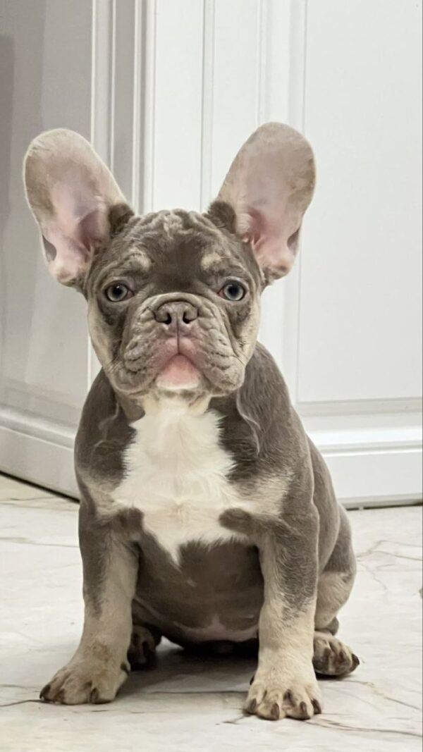 Norra French Bulldog Norra French Bulldog