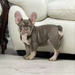Norra-female-French-bulldog-puppy-for-sale-3