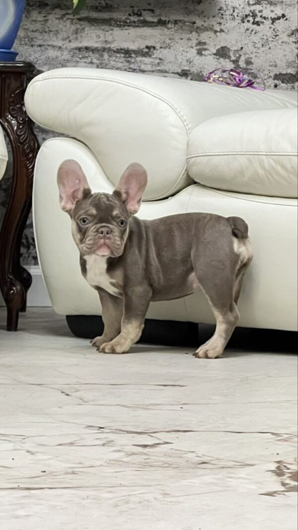 Norra French Bulldog Norra French Bulldog