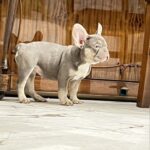 Norra-female-French-bulldog-puppy-for-sale-4