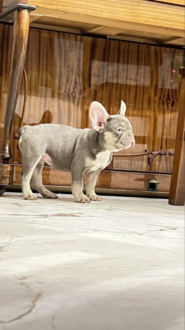 Norra French Bulldog Norra French Bulldog