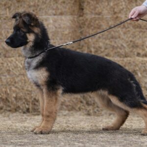 Norris German Shepherd Norris German Shepherd