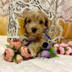 Norsy-male-Maltipoo-puppy-for sale-1