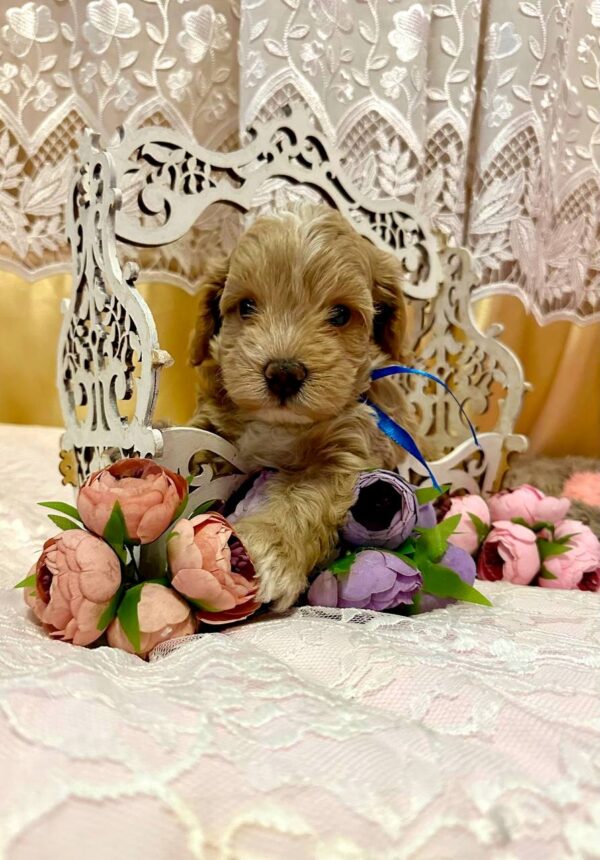 Norsy Maltipoo Norsy Maltipoo