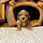 Norsy-male-Maltipoo-puppy-for sale-2