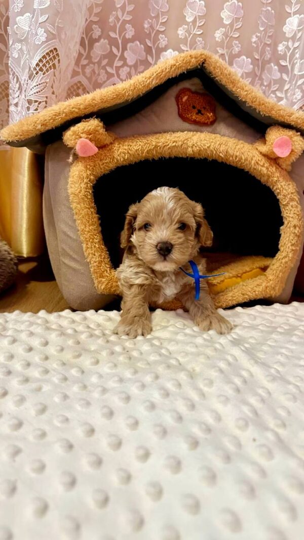 Norsy Maltipoo Norsy Maltipoo