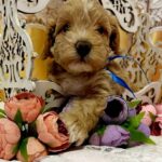 Norsy-male-Maltipoo-puppy-for sale-3