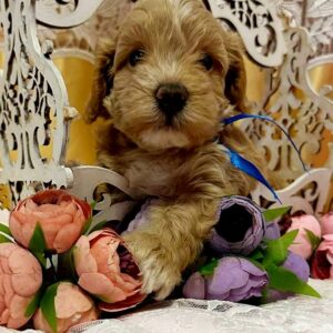 Norsy Maltipoo Norsy Maltipoo