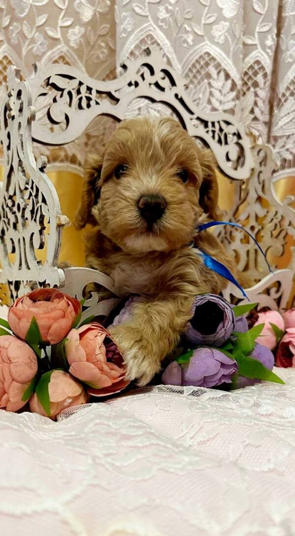 Norsy Maltipoo Norsy Maltipoo