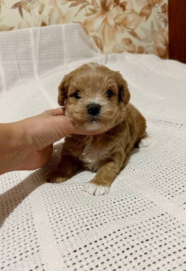 Nuts Maltipoo Nuts Maltipoo