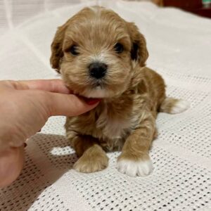 Nuts Maltipoo Nuts Maltipoo