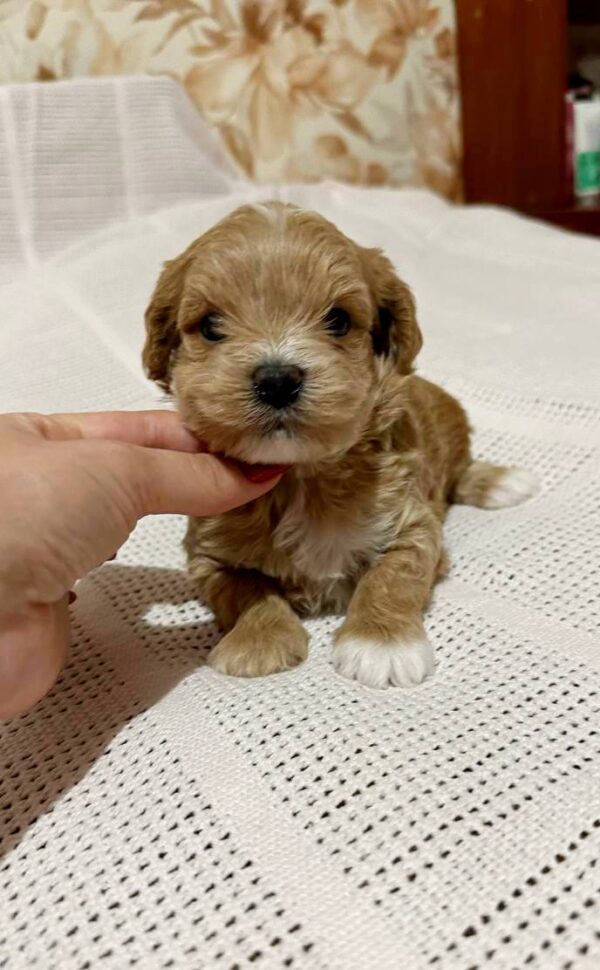 Nuts Maltipoo Nuts Maltipoo