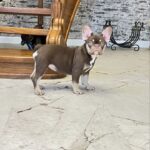 Nutta-female-French-bulldog-puppy-for-sale-1