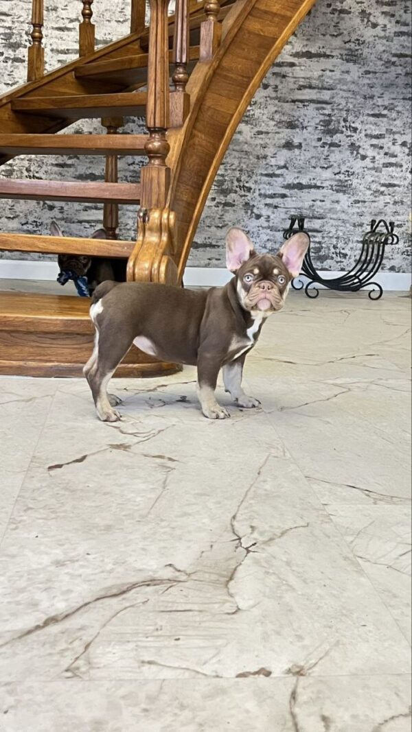 Nutta French Bulldog Nutta French Bulldog