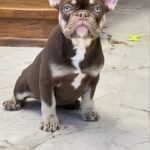 Nutta-female-French-bulldog-puppy-for-sale-2