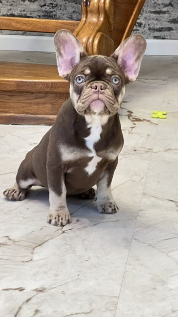 Nutta French Bulldog Nutta French Bulldog