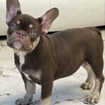 Nutta-female-French-bulldog-puppy-for-sale-3
