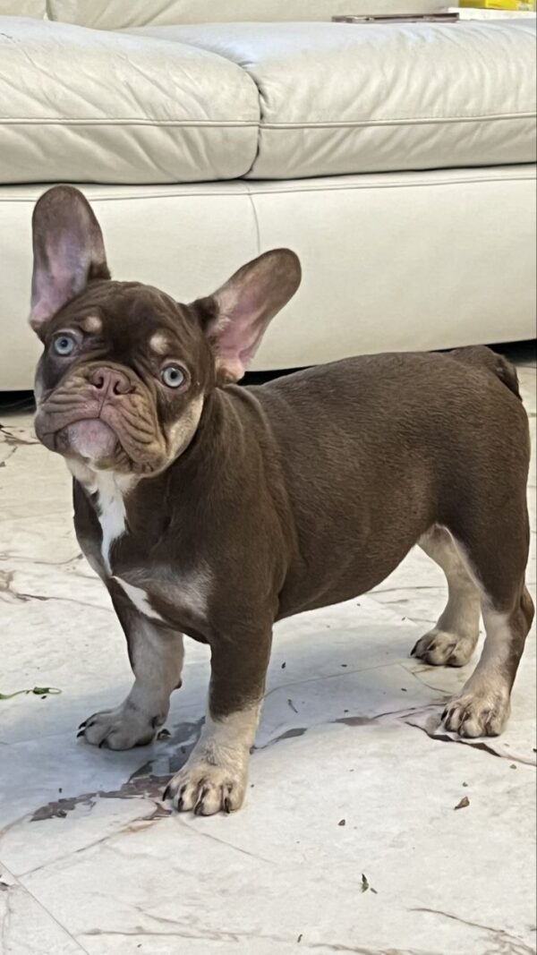 Nutta French Bulldog Nutta French Bulldog