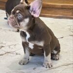 Nutta-female-French-bulldog-puppy-for-sale-4